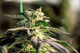 Sour Diesel Autoflower A Complete Guide to Growing and Enjoying This Strain